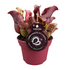 Sarracenia (plante-trompette) – Ø 12 cm, 20 cm de haut