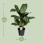 Aglaonema Greenlight (Decorum) – Ø17 cm, 60 cm hoog