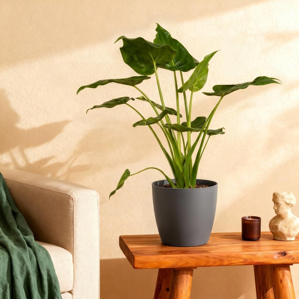 Alocasia Cucullata (olifantsoor) in Potter-sierpot grijs – Ø21 cm, 65–70 cm hoog – foto 4