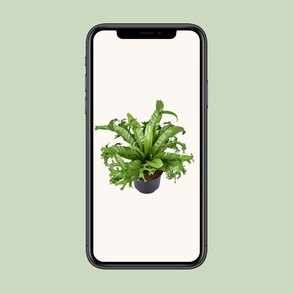 Asplenium nidus Crissie (Vogelnestfarn) – Ø 23 cm, 55 cm hoch
