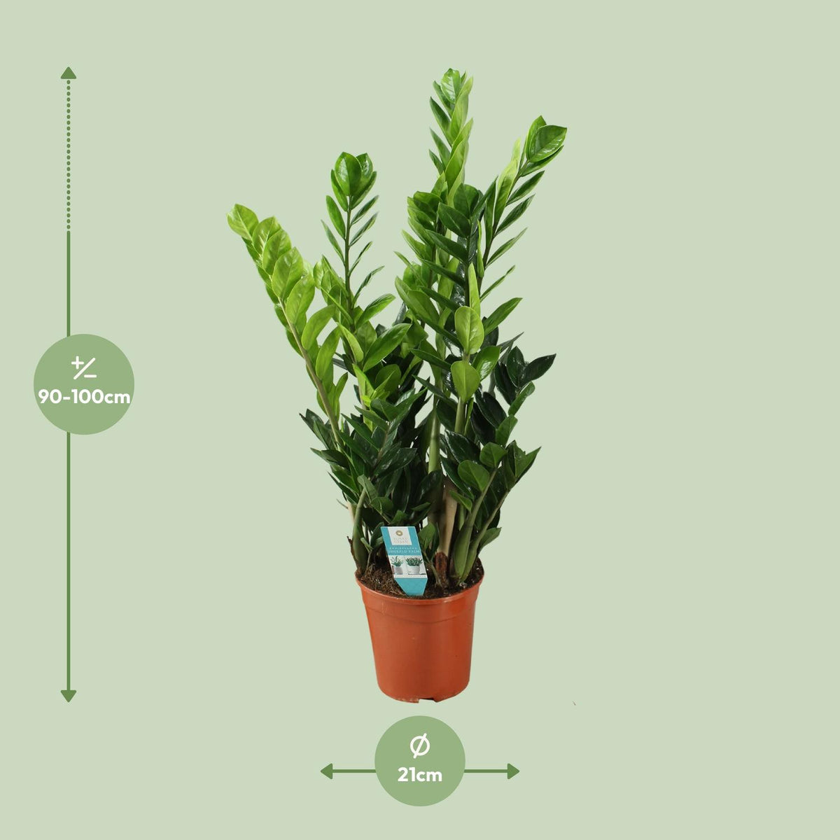 Zamioculcas (zz-plant) – Ø21 cm, 75 cm hoog – art. 22455