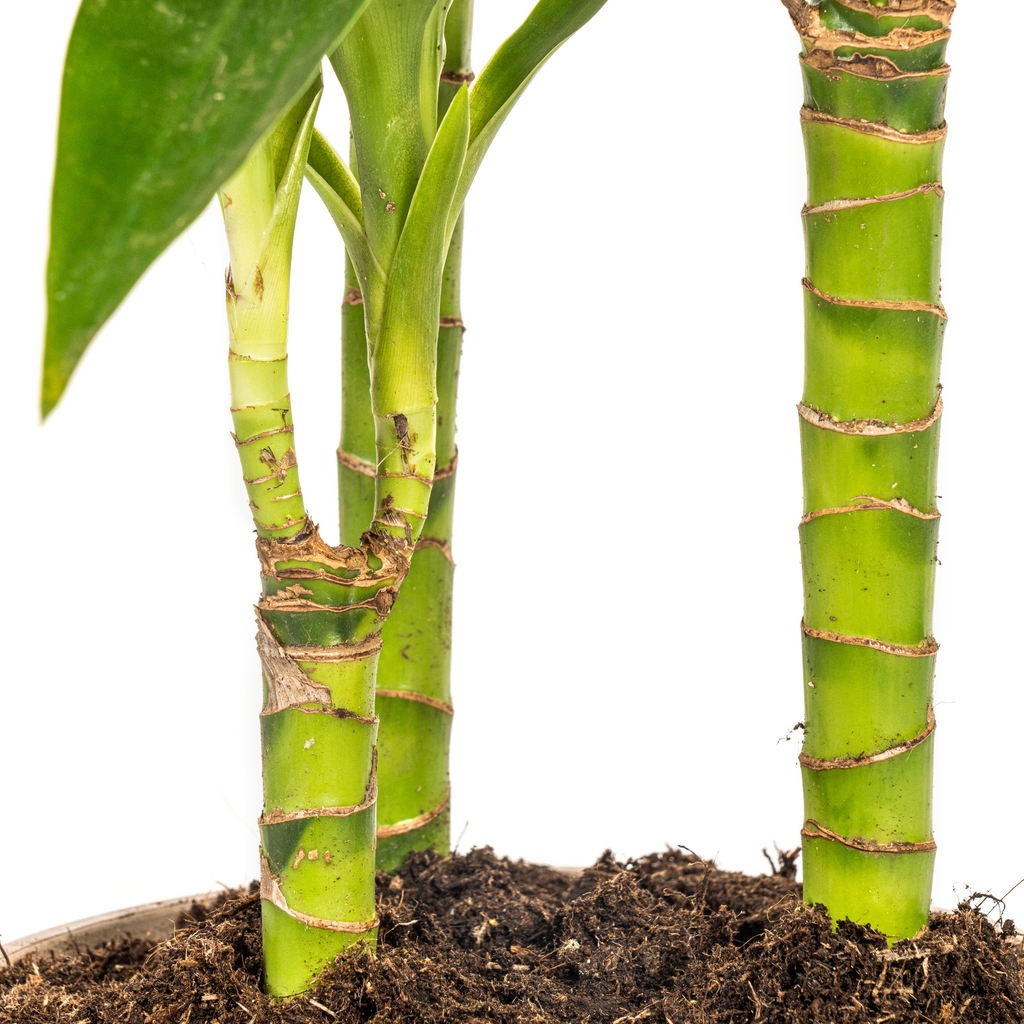 Dracaena Deremensis Lisa (Drachenbaum) – Ø 21 cm, 90–110 cm hoch