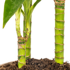 Dracaena Deremensis Lisa (Drachenbaum) – Ø 21 cm, 90–110 cm hoch