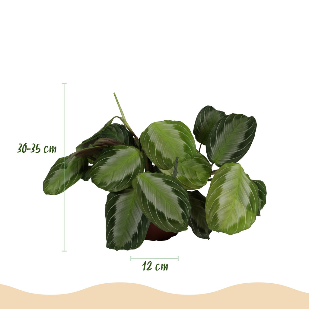 2× Maranta Fascinator Silverband (gebedsplant) in Potter-sierpot wit – Ø12 cm, 25 cm hoog