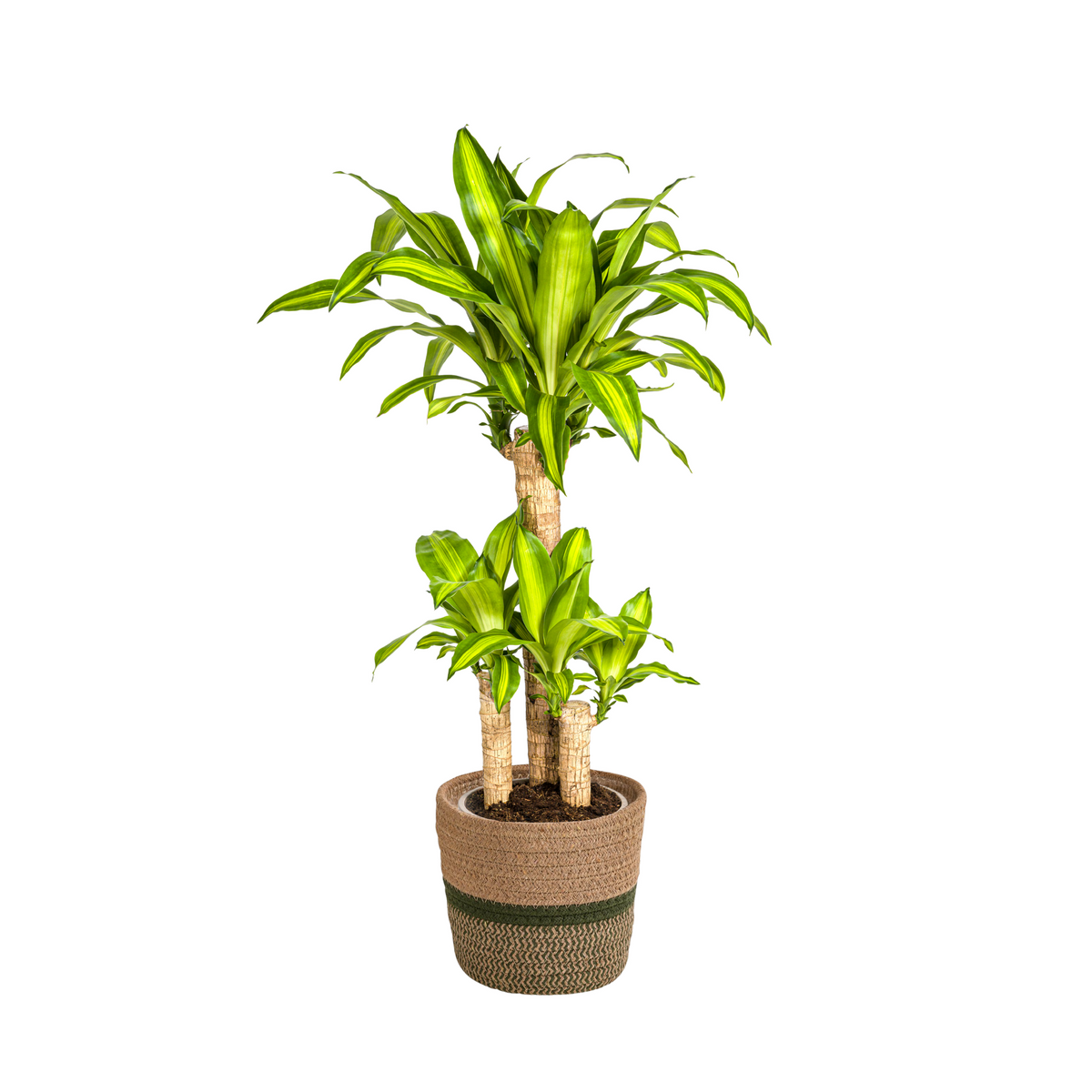 Dracaena fragrans Massangeana (Drachenbaum) mit Korb – Ø 21 cm, 90–110 cm hoch