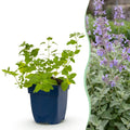 Nepeta faassenii (menthe-des-chats) – violet – 12 plantes, Ø11 cm, 15–25 cm de haut