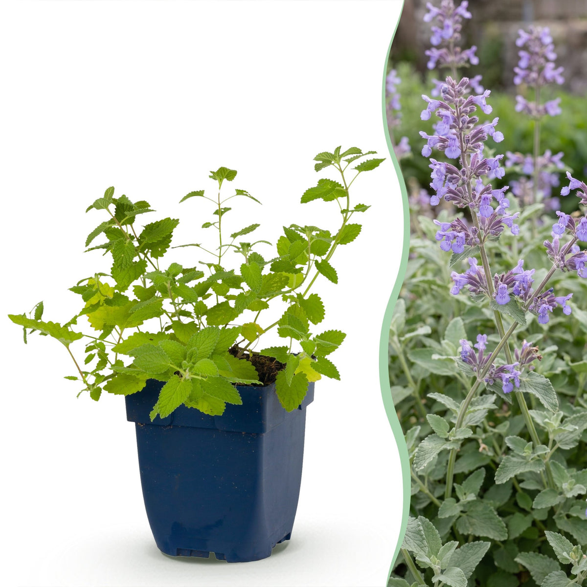 Nepeta faassenii (menthe-des-chats) – violet – 12 plantes, Ø11 cm, 15–25 cm de haut