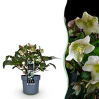 Helleborus 'Diamfire' (grøn blomst) – Ø19 cm, 40 cm høj