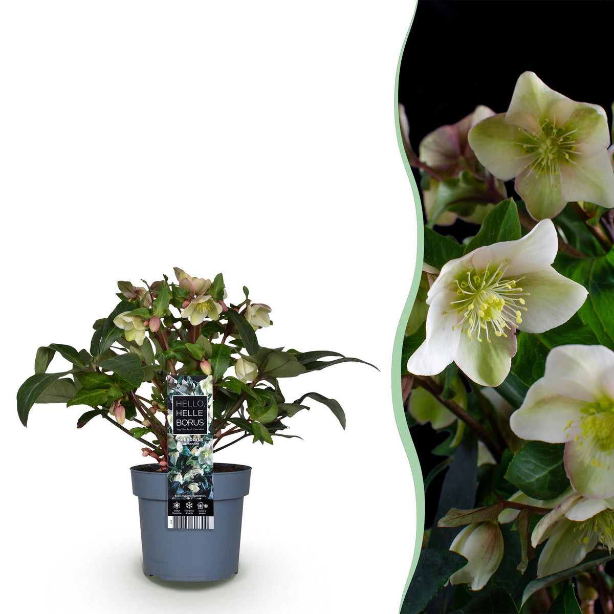 Helleborus 'Diamfire' (groene bloem) – Ø19 cm, 40 cm hoog