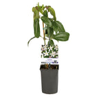 Clematis armandii 'Apple Blossom' (bosrank) – roze – Ø11 cm, 40 cm hoog