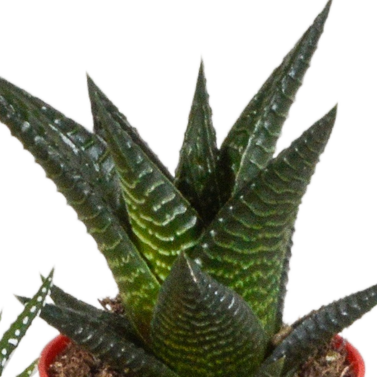 Gasteria/Haworthia-blanding – Ø 6 cm, 16 cm høj