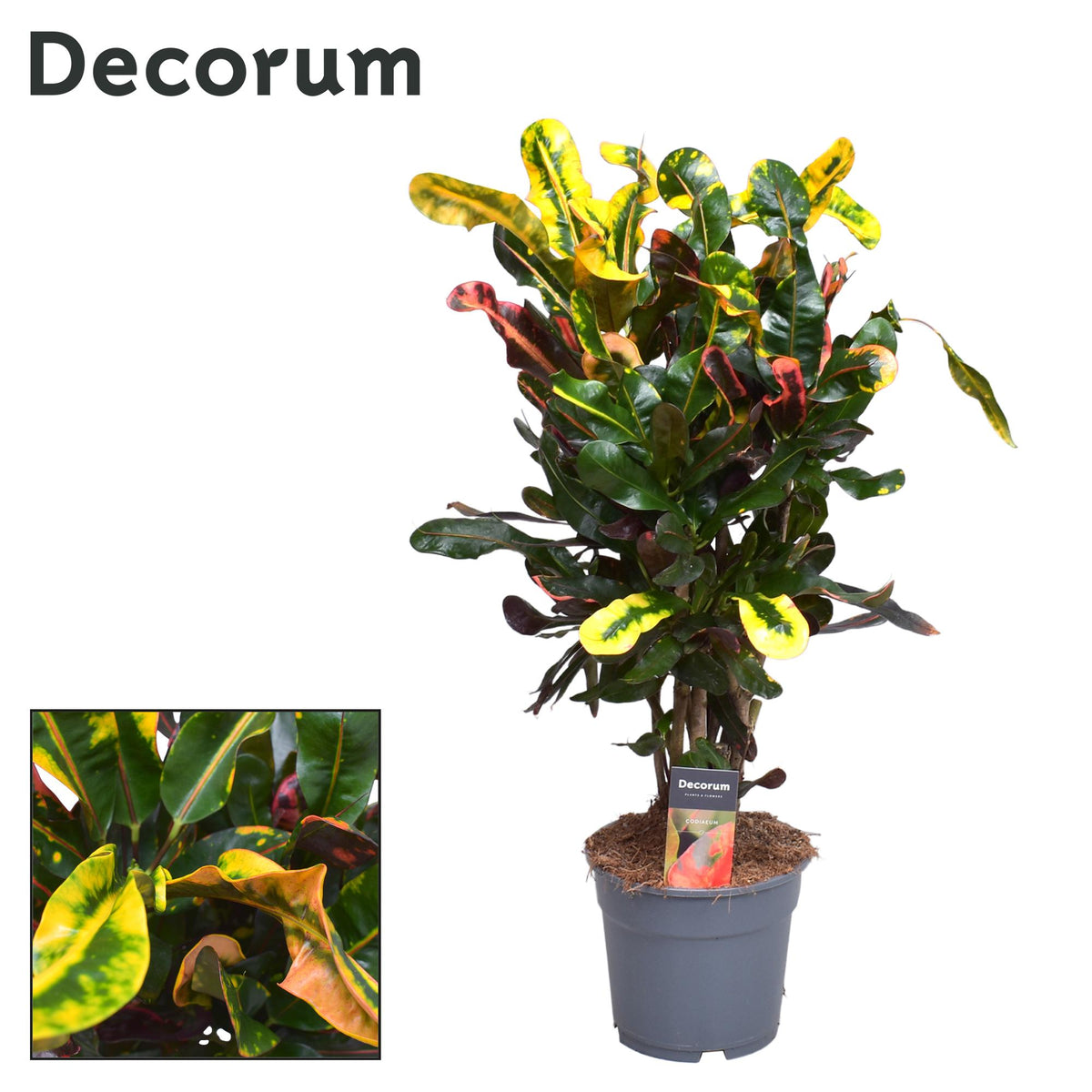 Croton Mammi (Codiaeum) – Ø17 cm, 60 cm hoog