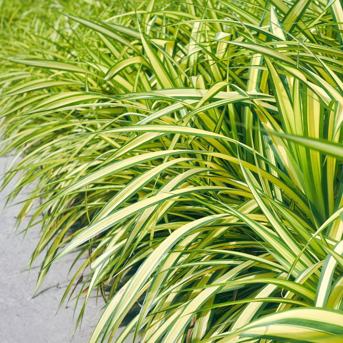 Carex oshimensis 'Evergold' (zegge) – 4 planten, Ø17 cm, 50 cm hoog