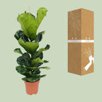 Ficus lyrata (vioolbladplant) – Ø21 cm, 100 cm hoog