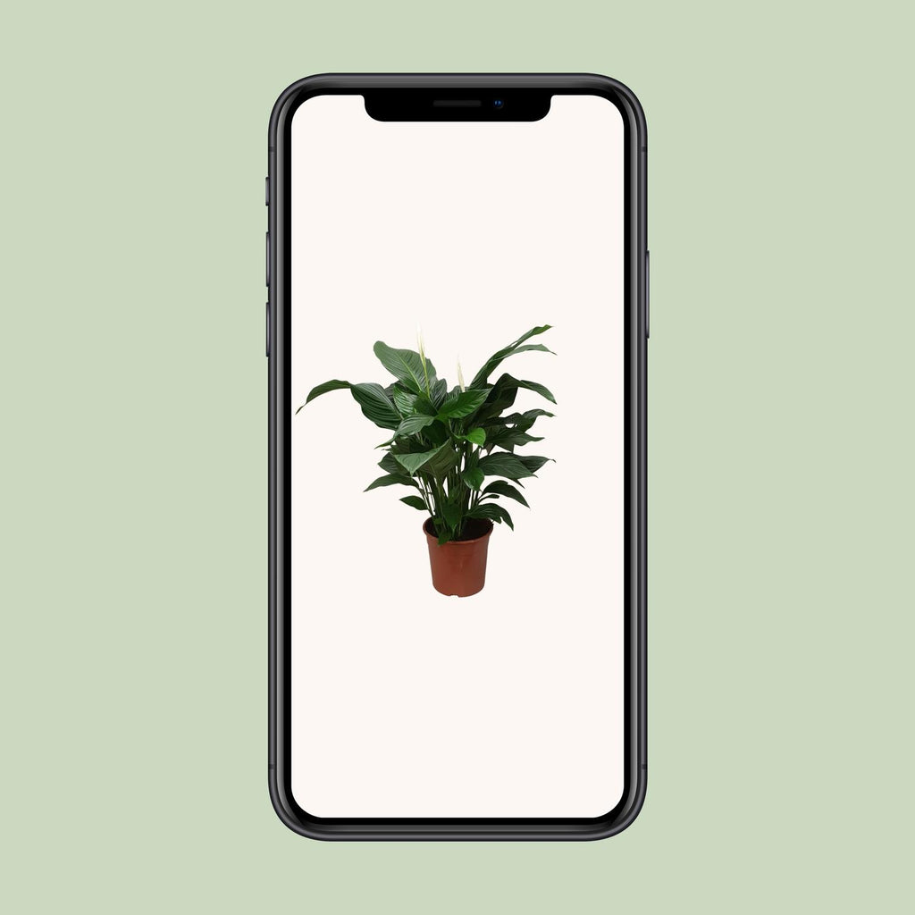 Spathiphyllum Sweet Silvana (peace lily) – Ø24 cm, 80 cm tall – photo 4