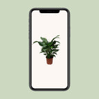 Spathiphyllum Sweet Silvana (peace lily) – Ø24 cm, 80 cm tall