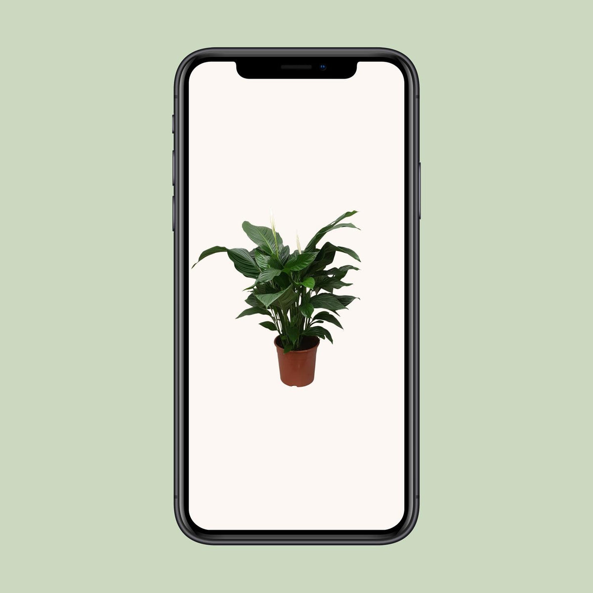 Spathiphyllum Sweet Silvana (Bogenhanf) – Ø 24 cm, 80 cm hoch – Bild 4
