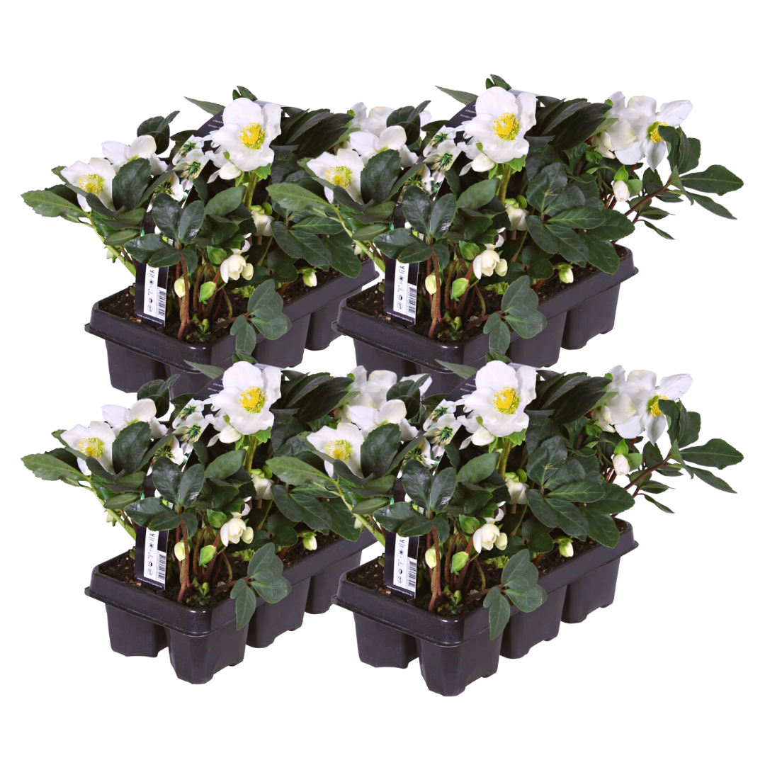Helleborus niger 'Christmas Carol' (kerstroos) – 24 planten, 15 cm hoog – foto 2