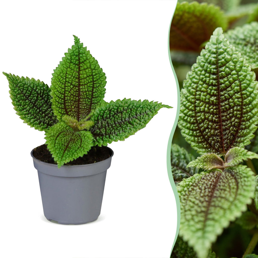 Pilea Moon Valley – Ø6 cm, 12 cm de haut