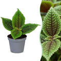 Pilea Moon Valley – Ø6 cm, 12 cm de haut