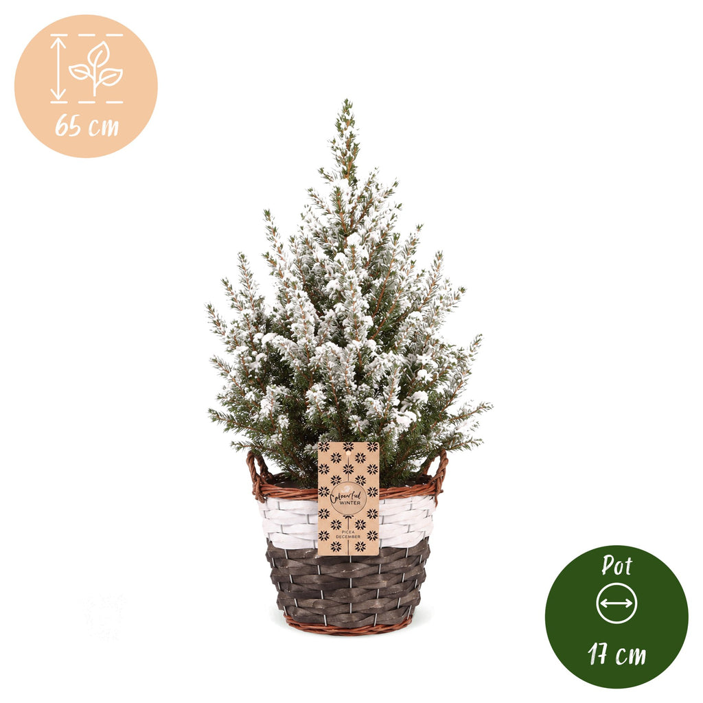 2× Picea glauca Conica (Weihnachtsbäumchen) mit Korb – Ø17 cm, 65 cm hoch – weiß