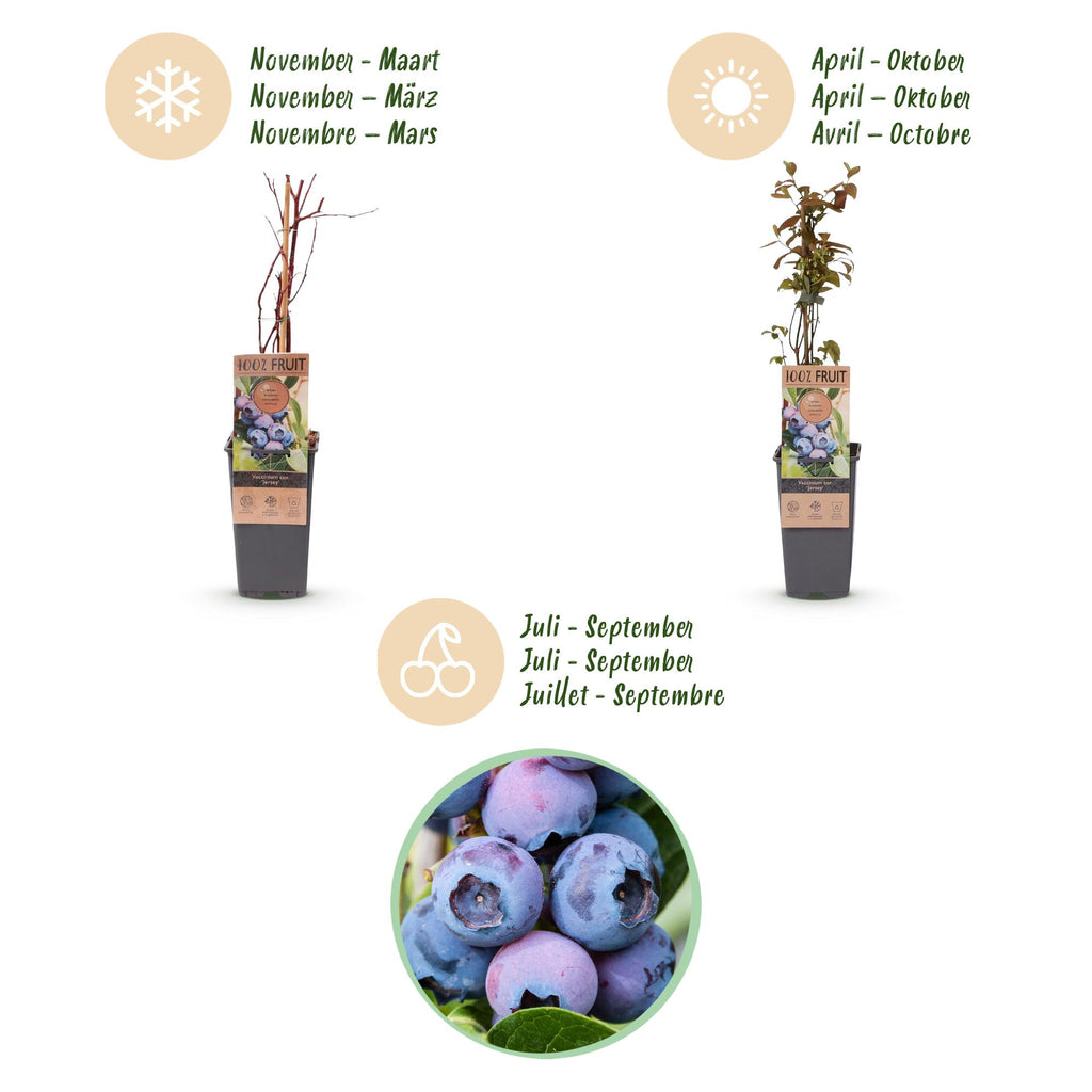 Vaccinium corymbosum 'Jersey' (blueberry) – 2 plants, Ø15 cm, 50 cm high – photo 4