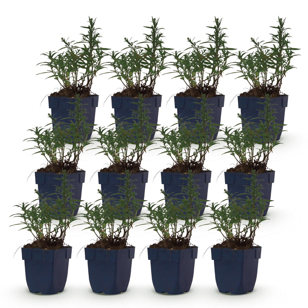 Aster 'Mittelmeer' – paars – 12 planten, Ø11 cm, 15–25 cm hoog