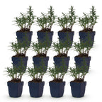 Aster 'Mittelmeer' – paars – 12 planten, Ø11 cm, 15–25 cm hoog