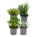4× Pflanzenmix – Ø12 cm, 12–15 cm hoch