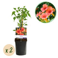 Campsis radicans 'Madame Galen' (trompetenförmige Kletterpflanze) – orange – 2 Pflanzen, Ø 11 cm, 40 cm hoch