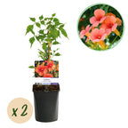 Campsis radicans 'Madame Galen' (trompetenförmige Kletterpflanze) – orange – 2 Pflanzen, Ø 11 cm, 40 cm hoch
