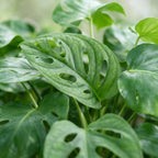Monstera Obliqua (Swiss cheese plant) – Ø6 cm, 12 cm high
