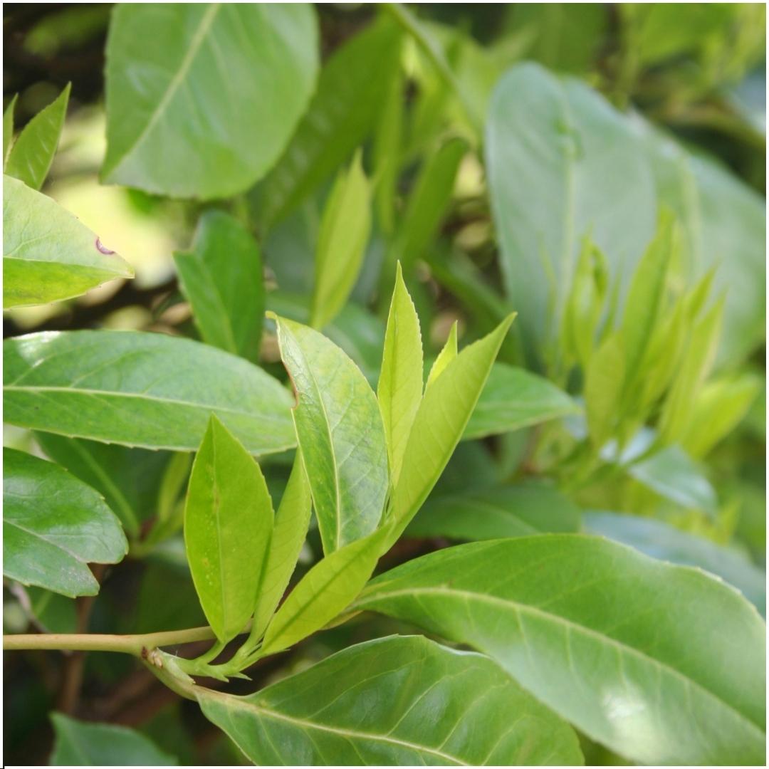 Prunus laurocerasus 'Novita' (cherry laurel) – 6 plants, 25 cm high – photo 3