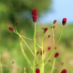 Sanguisorba o. 'Tanna' (achillée à feuilles étroites) – 12 plantes, Ø9 cm, 10–25 cm de haut