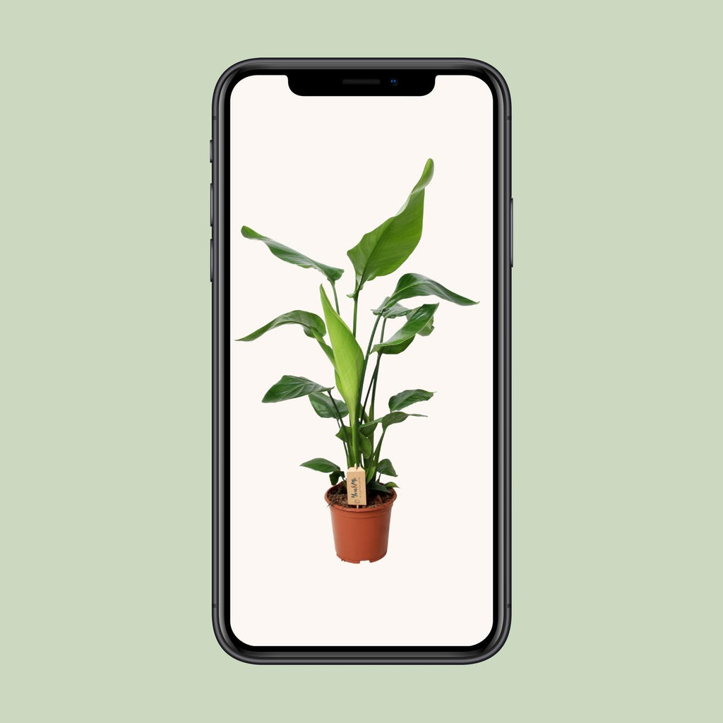 Strelitzia nicolai (weiße Paradiesvogelblume) – Ø 19 cm, 90 cm hoch – Art. 12532