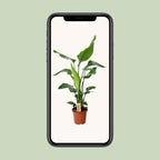 Strelitzia nicolai (weiße Paradiesvogelblume) – Ø 19 cm, 90 cm hoch – Art. 12532