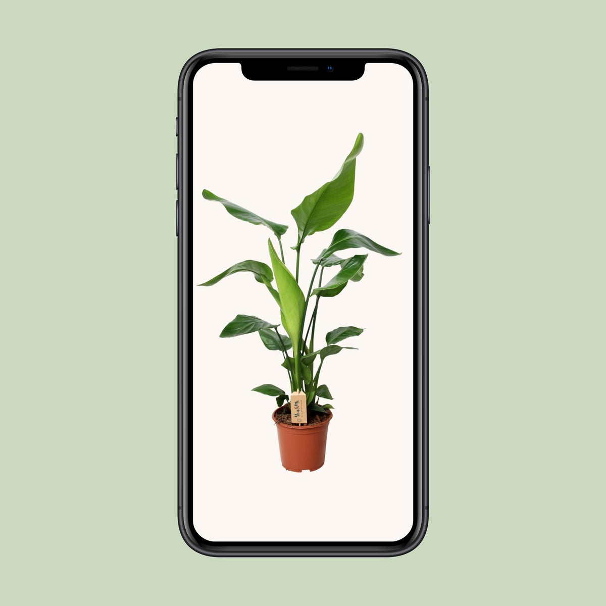 Strelitzia nicolai (weiße Paradiesvogelblume) – Ø 19 cm, 90 cm hoch – Art. 12532