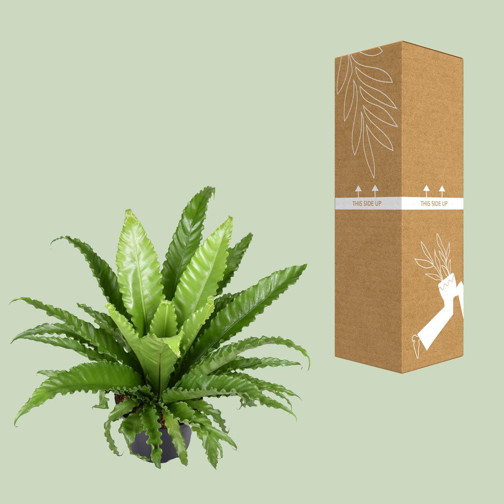 Asplenium Antiquum Osaka (vogelnestvaren) – Ø23 cm, 60 cm hoog
