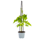Ipomoea 'Tricolor Heavenly Blue' (Beflocken) – 4 Pflanzen, Ø13 cm, 60 cm hoch