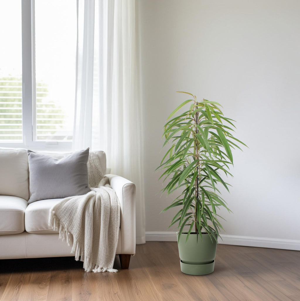 Ficus Binnendijkii Alii – Ø21 cm, 80 cm hoch