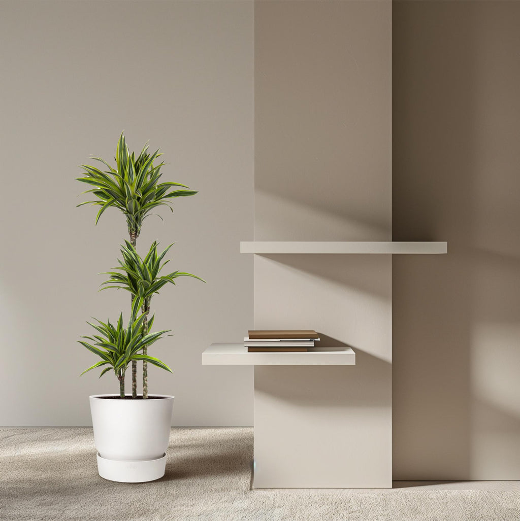 Dracaena Lemon Lime (drakenboom) – Ø24 cm, 160 cm hoog