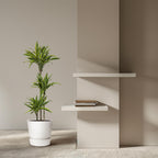Dracaena Lemon Lime (drakenboom) – Ø24 cm, 160 cm hoog