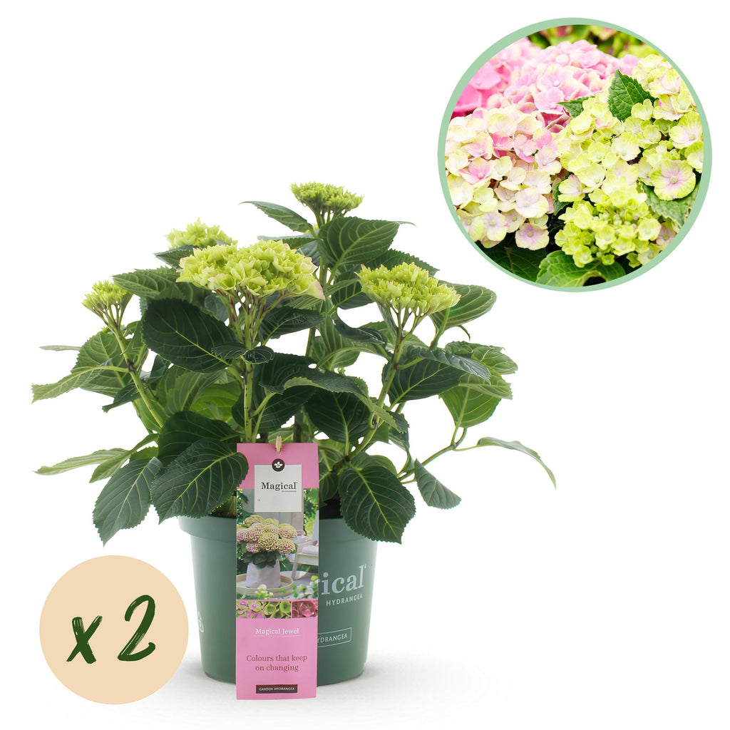 Hydrangea 'Magical Jewel Pink' (hydrangea) – pink – 2 plants, Ø23 cm, 55 cm high
