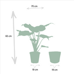 Alocasia Cucullata (elefantøre) med kurv selin – Ø19 cm, 65 cm høj