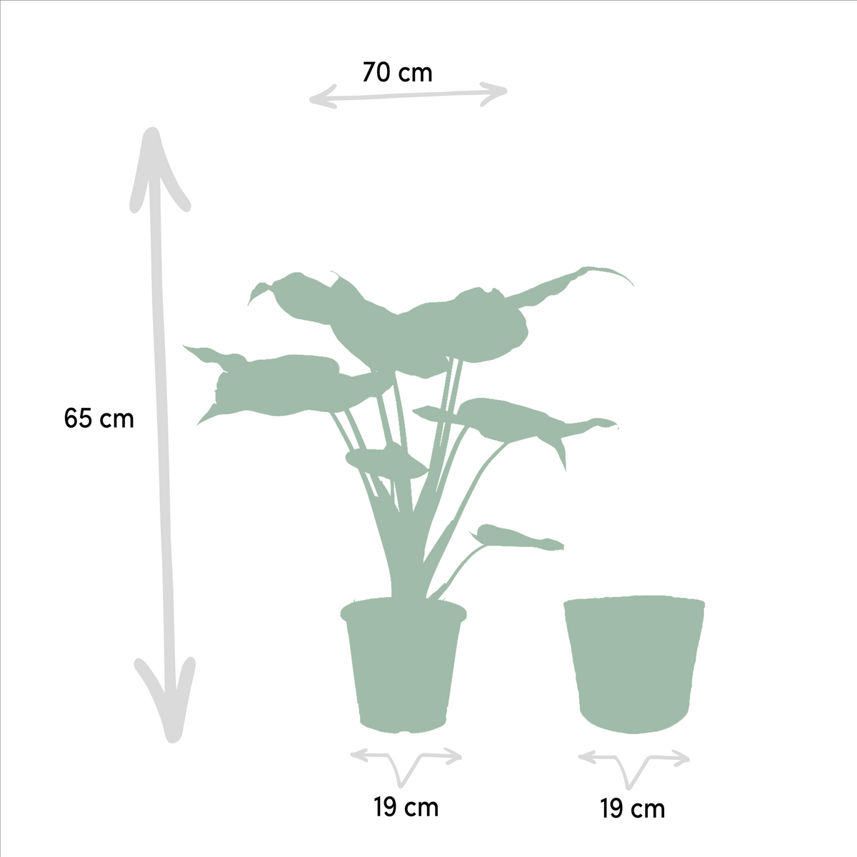 Alocasia Cucullata (elefantøre) med kurv selin – Ø19 cm, 65 cm høj