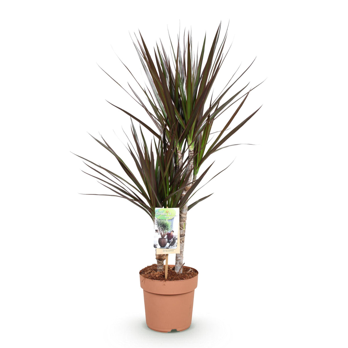 Dracaena Magenta (drakenboom) – Ø17 cm, 70–80 cm hoog
