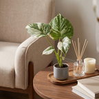 Monstera Thai Constellation (plante percée) – Ø6 cm, 14 cm de haut