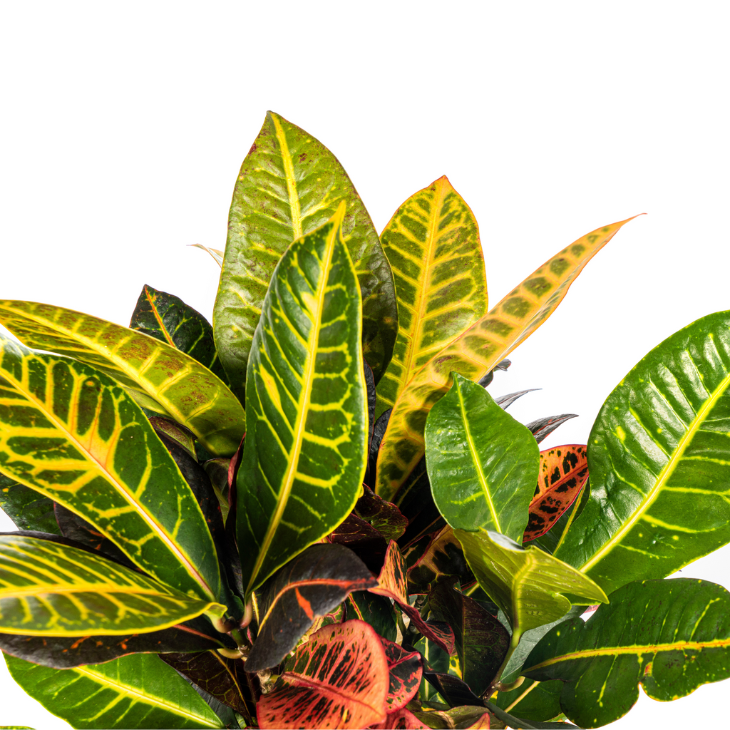 Codiaeum 'Croton' Petra – Ø17 cm, 40–60 cm hoog
