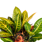 Codiaeum 'Croton' Petra – Ø17 cm, 40–60 cm hoog