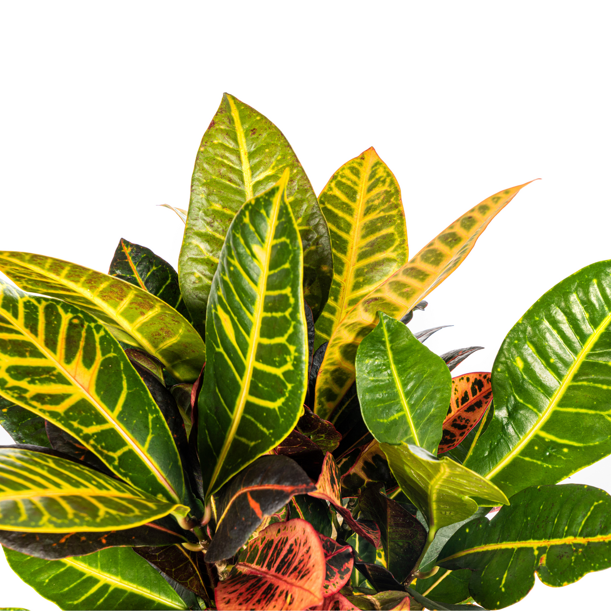 Codiaeum 'Croton' Petra – Ø17 cm, 40–60 cm hoog